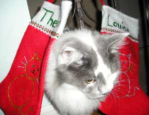 Thelma and the stockings