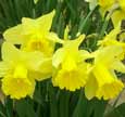 Daffodils