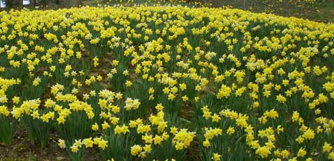 Daffodils at Cleveland's Lakeview Cemetery