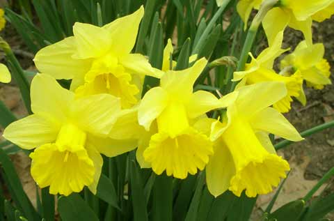 Daffodils at Cleveland's Lakeview Cemetery