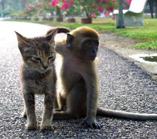 cat and monkey