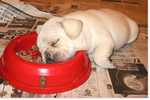 dog sleeping in food bowl