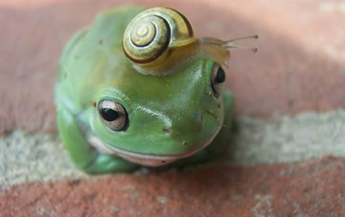 Frog with snail on head