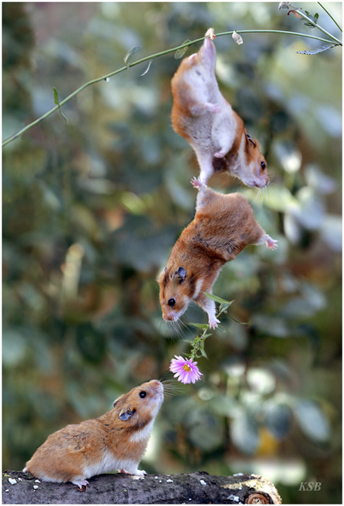 Mouse gives flower