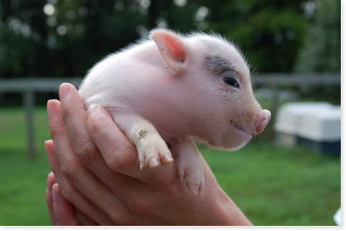 Piglet