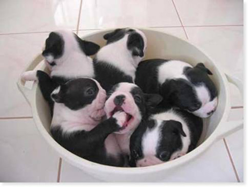 Cute puppies in a big cup