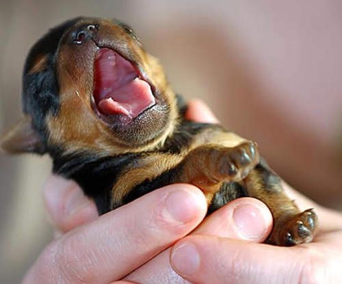 Puppy yawn