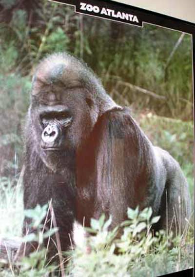 Gorilla poster from Atlanta Zoo
