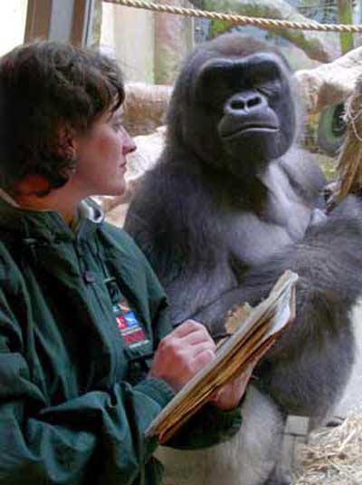Kristen Lukas with Gorilla at Cleveland Metroparks Zoo in 2003