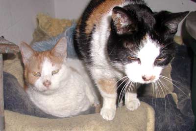 Sandy Lesko's cats Callie and Carmel