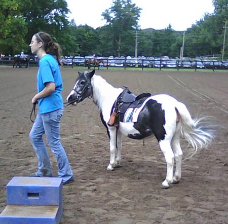 Oreo, a paint pony mare, waiting to give pony rides at the Valley Riding Horse Festival!