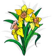 Daffodils