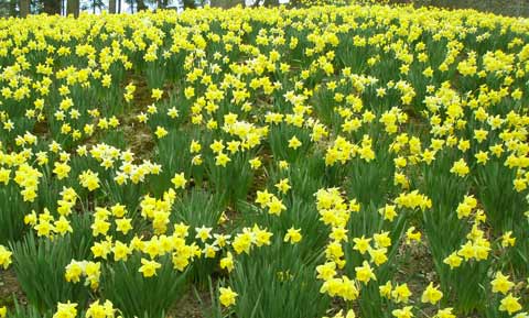 Daffodils at Cleveland's Lakeview Cemetery