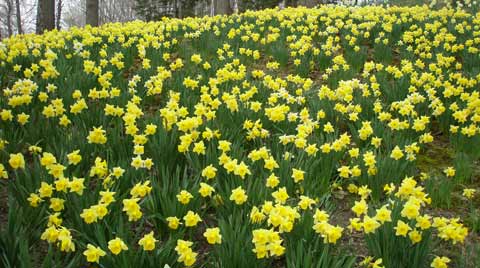 Daffodils at Cleveland's Lakeview Cemetery