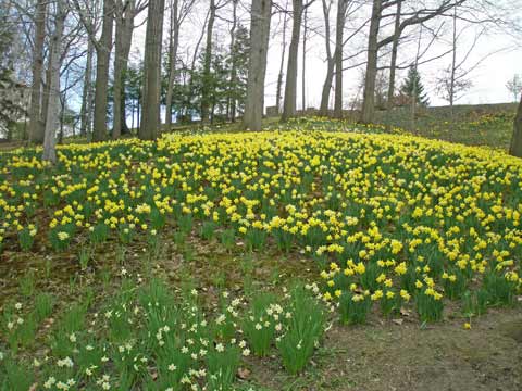 Daffodils at Cleveland's Lakeview Cemetery
