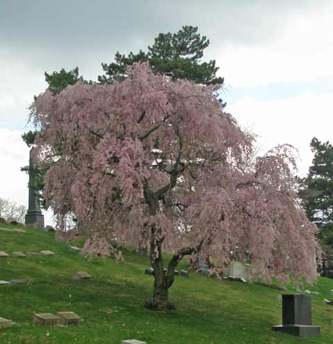 Lakeview Cemetery tree