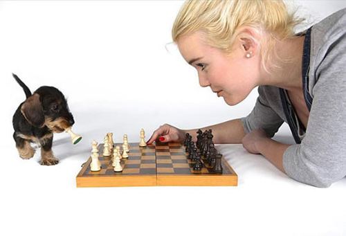 Puppy playing chess with girl