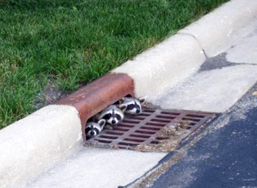 Raccoons in sewer