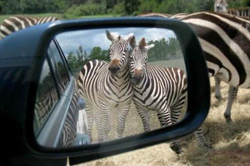 Zebras in car mirror