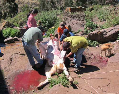 Butchering cow in Peru