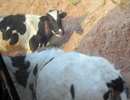 Cows in Peru