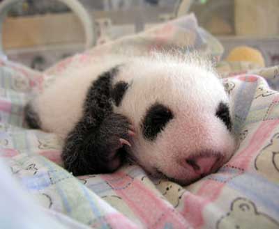 Baby Panda Bear