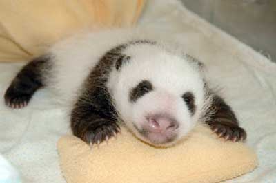 Baby Panda Bear