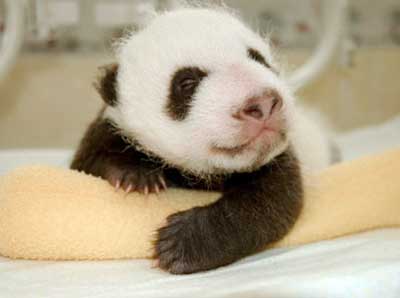 Baby Panda Bear