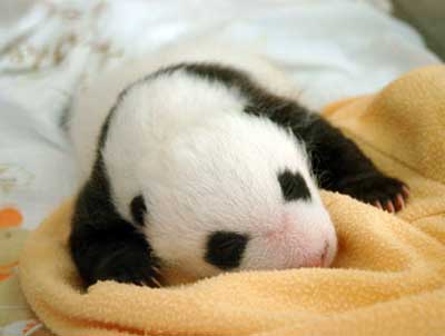 Baby Panda Bear