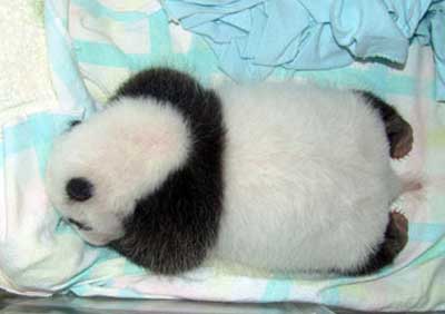 Baby Panda Bear