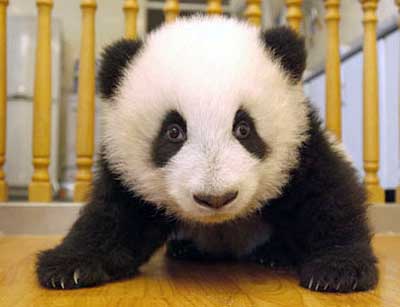 Baby Panda Bear