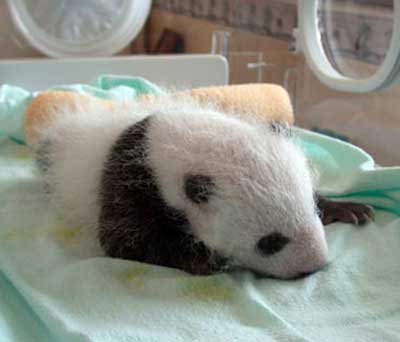 Baby Panda Bear